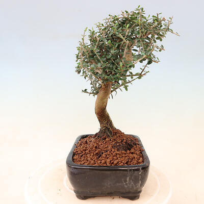 Izbová bonsai - Olea europaea sylvestris -Oliva európska drobnolistá - 4