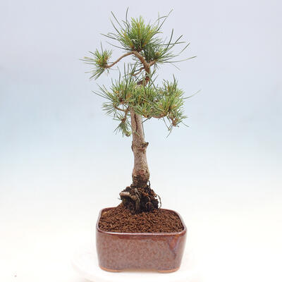 Vonkajšie bonsai - Pinus Sylvestris - Borovica lesná - 4