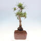 Vonkajšie bonsai - Pinus Sylvestris - Borovica lesná - 4/4