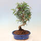 Izbová bonsai - Pistácie - 4/5