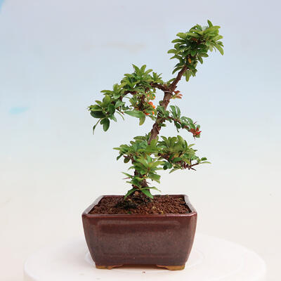 Vonkajšia bonsai-Pyracanta Teton -Hlohyně - 4