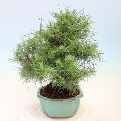 Izbová bonsai-Pinus halepensis-Borovice alepská - 4