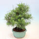 Izbová bonsai-Pinus halepensis-Borovice alepská - 4/4