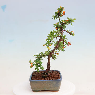 Vonkajšia bonsai-Pyracanta Teton -Hlohyně - 4