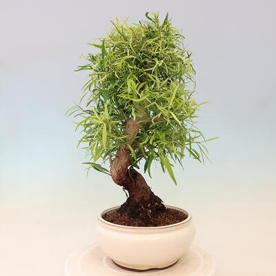 Izbová bonsai - Ficus nerifolia - malolistý fikus - 4