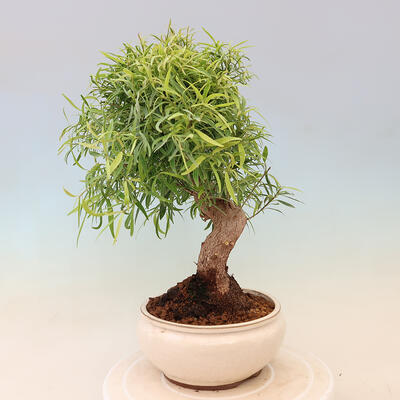 Izbová bonsai - Ficus nerifolia - malolistý fikus - 4