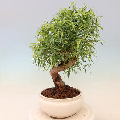 Izbová bonsai - Ficus nerifolia - malolistý fikus - 4