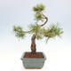 Vonkajšie bonsai - Pinus Sylvestris - Borovica lesná - 4/4