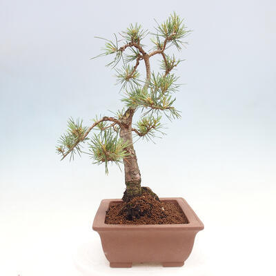 Vonkajšie bonsai - Pinus Sylvestris - Borovica lesná - 4