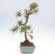 Vonkajšie bonsai - Pinus Sylvestris - Borovica lesná - 4/4