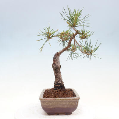 Vonkajšie bonsai - Pinus Sylvestris - Borovica lesná - 4