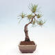 Vonkajšie bonsai - Pinus Sylvestris - Borovica lesná - 4/4