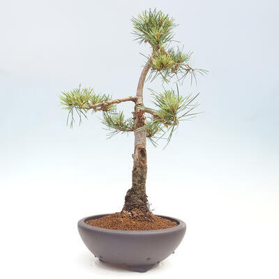 Vonkajšie bonsai - Pinus Sylvestris - Borovica lesná - 4