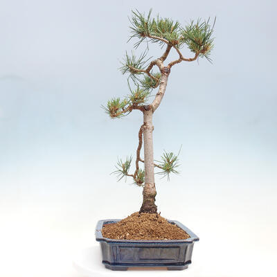 Vonkajšie bonsai - Pinus Sylvestris - Borovica lesná - 4