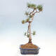 Vonkajšie bonsai - Pinus Sylvestris - Borovica lesná - 4/4