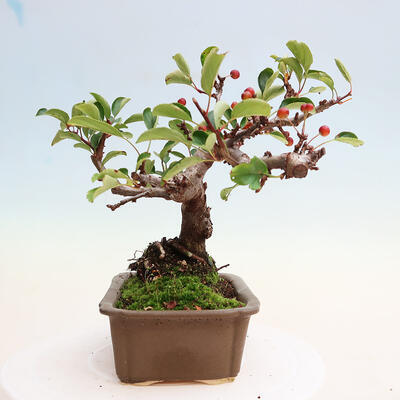 Vonkajší bonsai - Malus sergentiu - Maloplodá jabloň - 4