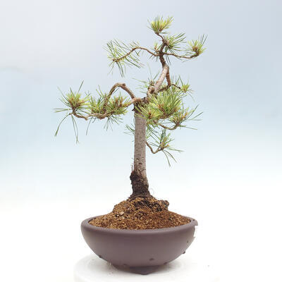 Vonkajšie bonsai - Pinus Sylvestris - Borovica lesná - 4