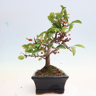 Vonkajší bonsai - Malus sergentiu - Maloplodá jabloň - 4