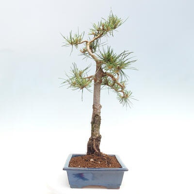 Vonkajšie bonsai - Pinus Sylvestris - Borovica lesná - 4