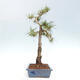 Vonkajšie bonsai - Pinus Sylvestris - Borovica lesná - 4/4