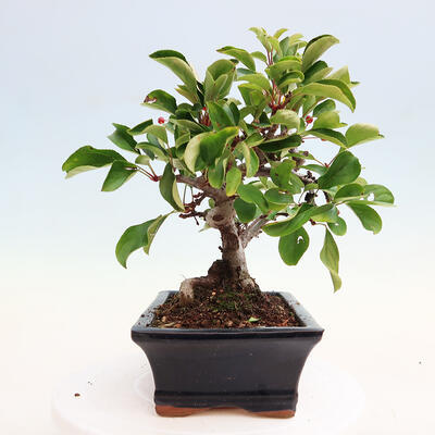 Vonkajší bonsai - Malus sergentiu - Maloplodá jabloň - 4