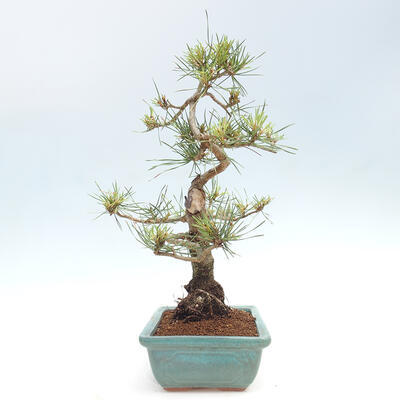 Vonkajšie bonsai - Pinus Sylvestris - Borovica lesná - 4