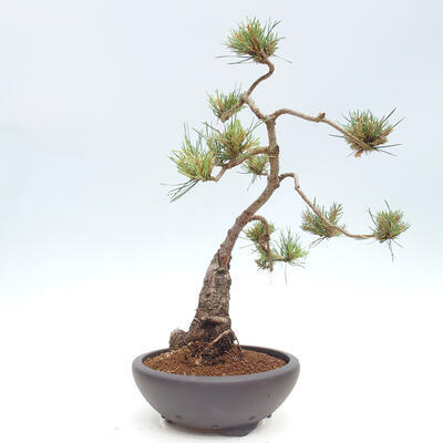 Vonkajšie bonsai - Pinus Sylvestris - Borovica lesná - 4