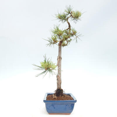 Vonkajšie bonsai - Pinus Sylvestris - Borovica lesná - 4