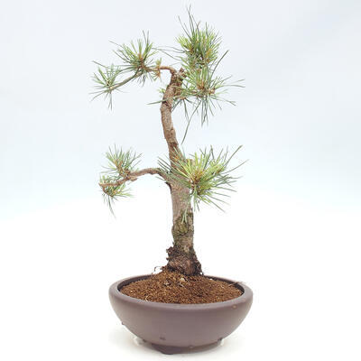 Vonkajšie bonsai - Pinus Sylvestris - Borovica lesná - 4