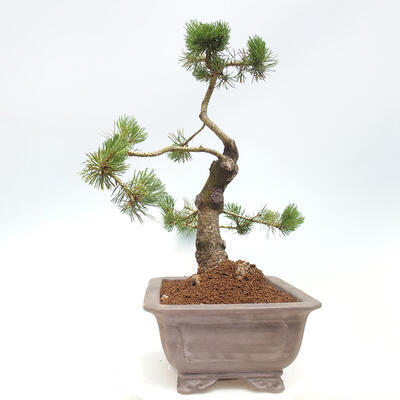 Vonkajší bonsai - Pinus mugo - Borovica kľač - 4