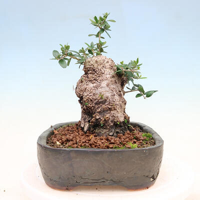 Izbová bonsai - Olea europaea sylvestris -Oliva európska drobnolistá - 4