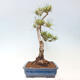 Vonkajšie bonsai - Pinus Sylvestris - Borovica lesná - 4/4