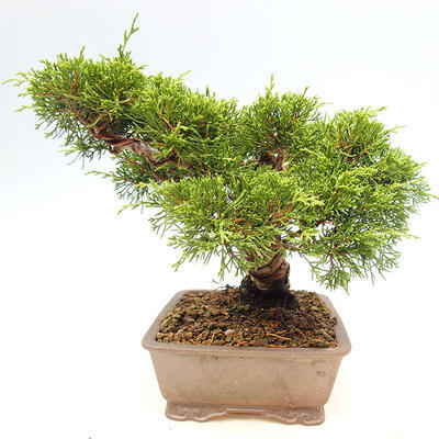 Vonkajší bonsai - Juniperus chinensis Itoigawa-Jalovec čínsky - 4