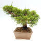 Vonkajší bonsai - Juniperus chinensis Itoigawa-Jalovec čínsky - 4/4