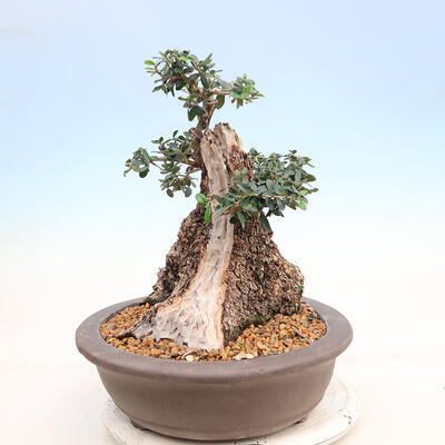 Izbová bonsai - Olea europaea sylvestris -Oliva európska drobnolistá - 4