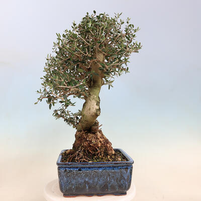 Izbová bonsai - Olea europaea sylvestris -Oliva evropská drobnolistá - 4