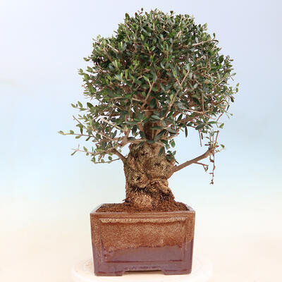 Izbová bonsai - Olea europaea sylvestris -Oliva evropská drobnolistá - 4