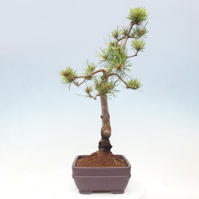 Vonkajšie bonsai - Pinus Sylvestris - Borovica lesná - 4