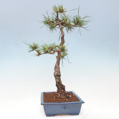 Vonkajšie bonsai - Pinus Sylvestris - Borovica lesná - 4