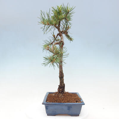 Vonkajšie bonsai - Pinus Sylvestris - Borovica lesná - 4