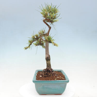 Vonkajšie bonsai - Pinus Sylvestris - Borovica lesná - 4