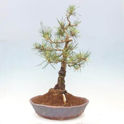 Vonkajšie bonsai - Pinus Sylvestris - Borovica lesná - 4