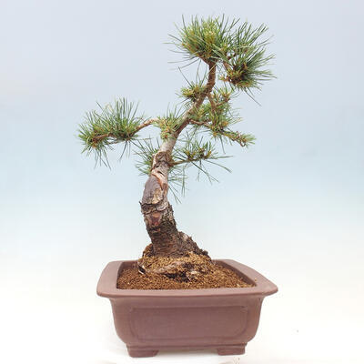 Vonkajšie bonsai - Pinus Sylvestris - Borovica lesná - 4