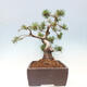 Vonkajší bonsai - Pinus mugo - Borovica kľač - 4/4