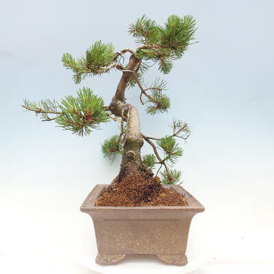 Vonkajší bonsai - Pinus mugo - Borovica kľač - 4