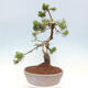 Vonkajší bonsai - Pinus mugo - Borovica kľač - 4/4