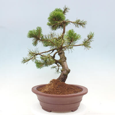 Vonkajší bonsai - Pinus mugo - Borovica kľač - 4
