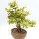 Vonkajší bonsai - Hrab obyčajný - Carpinus betulus - 4/4