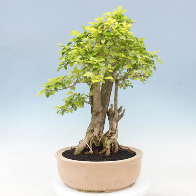 Izbová bonsai - Duranta erecta Aurea - 4