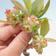 Vonkajšie bonsai - kanadská čučoriedka - Vaccinium corymbosum - 4/4